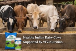 milk booster for cows