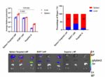 Extrahepatic RNA Delivery
